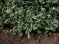 Variegated Wintercreeper Euonymus / Euonymus fortunei 